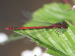 Attēlu rezultāti vaicājumam “Pyrrhosoma nymphula”