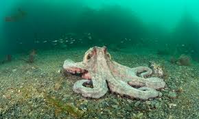 Image result for Falmouth Octopush Club