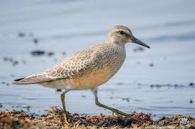 Attēlu rezultāti vaicājumam “Calidris canutus”