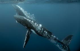 Image result for Megaptera novaeangliae