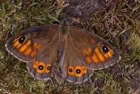 Attēlu rezultāti vaicājumam “Lasiommata maera”