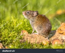 Attēlu rezultāti vaicājumam “Myodes glareolus”