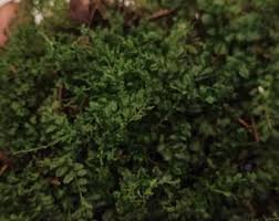 Attēlu rezultāti vaicājumam “Plagiomnium affine”