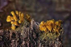 Attēlu rezultāti vaicājumam “Hemitrichia decipiens young”