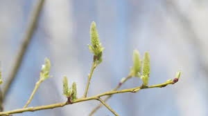 Attēlu rezultāti vaicājumam “Salix aurita bud”