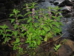 Attēlu rezultāti vaicājumam “Mentha arvensis”