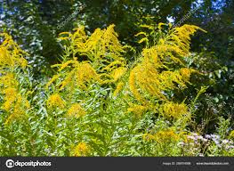 Attēlu rezultāti vaicājumam “Ambrosia artemisiifolia”