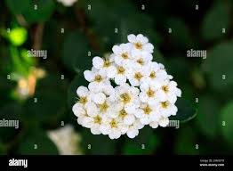 Attēlu rezultāti vaicājumam “Spiraea chamaedryfolia flower”