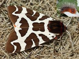 Attēlu rezultāti vaicājumam “Arctia caja imago”