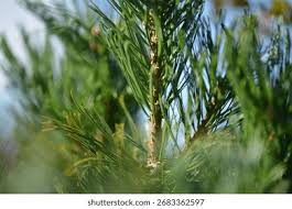 Attēlu rezultāti vaicājumam “Pinus pumila”