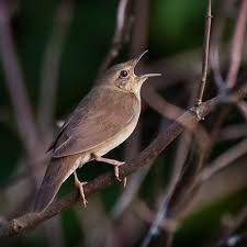 Image result for Locustella fluviatilis