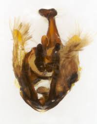 Attēlu rezultāti vaicājumam “Aphelia viburniana”