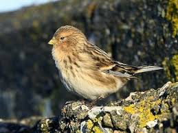 Image result for twite photo