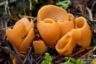 Attēlu rezultāti vaicājumam “Otidea leporina”