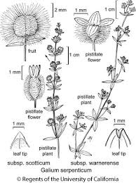 Attēlu rezultāti vaicājumam “Galium schultesii fruit”