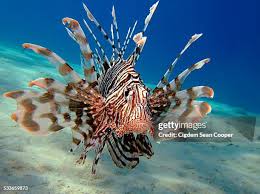 Image result for Pterois miles