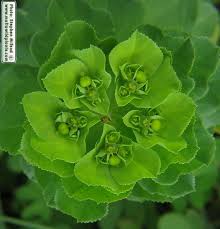 Attēlu rezultāti vaicājumam “Euphorbia helioscopia”