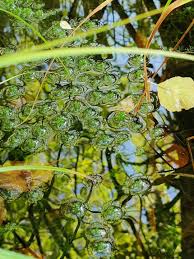 Attēlu rezultāti vaicājumam “Sphagnum squarrosum”
