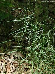 Attēlu rezultāti vaicājumam “Poa nemoralis fruit”