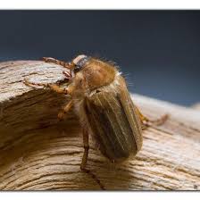 Attēlu rezultāti vaicājumam “Amphimallon solstitiale”