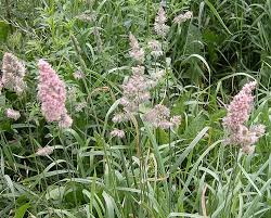 Attēlu rezultāti vaicājumam “Dactylis glomerata subsp. glomerata”