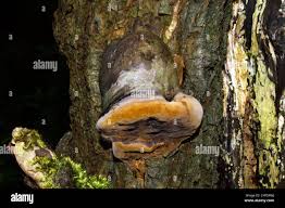 Attēlu rezultāti vaicājumam “Phellinus igniarius”
