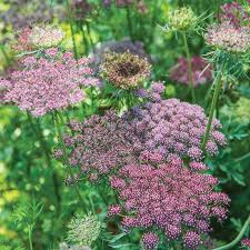Image result for Daucus carota