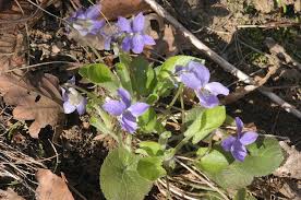 Attēlu rezultāti vaicājumam “Viola collina”