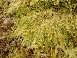 Attēlu rezultāti vaicājumam “Lophocolea minor”