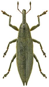 Attēlu rezultāti vaicājumam “Lixus iridis”