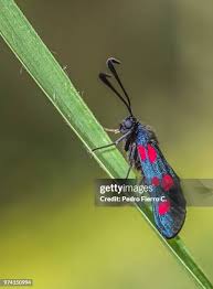 Attēlu rezultāti vaicājumam “Zygaena filipendulae”