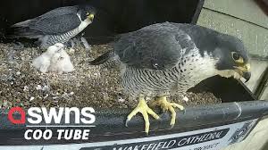 Image result for Ukc Falcons