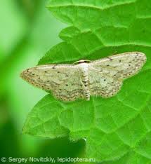 Attēlu rezultāti vaicājumam “Idaea seriata”