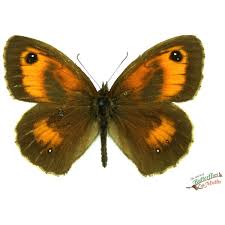 Attēlu rezultāti vaicājumam “Lasiommata megera underside”