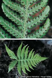 Attēlu rezultāti vaicājumam “Phegopteris connectilis”