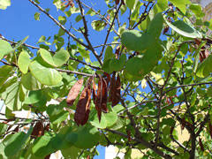 Attēlu rezultāti vaicājumam “Cercis siliquastrum”