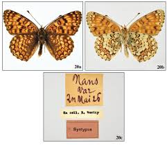 Attēlu rezultāti vaicājumam “Melitaea phoebe underside”