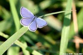 Attēlu rezultāti vaicājumam “Everes argiades”