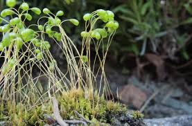 Attēlu rezultāti vaicājumam “Funariales”