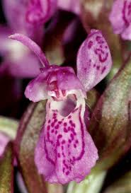 Attēlu rezultāti vaicājumam “Dactylorhiza cruenta”