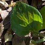 Attēlu rezultāti vaicājumam “Viola reichenbachiana leaf”