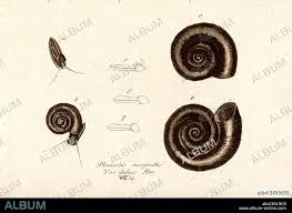 Attēlu rezultāti vaicājumam “Planorbidae”
