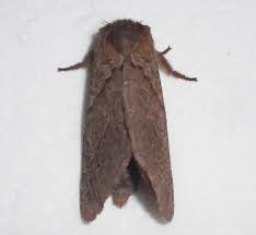 Attēlu rezultāti vaicājumam “Hepialidae”