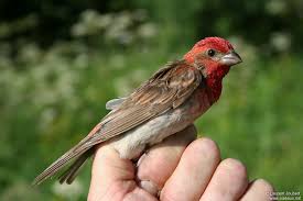 Attēlu rezultāti vaicājumam “Carpodacus erythrinus”