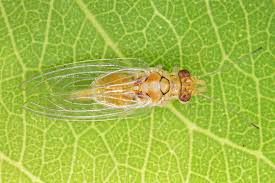 Attēlu rezultāti vaicājumam “Lycogala asperum sessile”