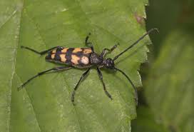 Attēlu rezultāti vaicājumam “Leptura annularis”