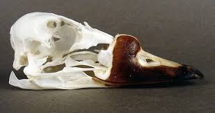 Attēlu rezultāti vaicājumam “Melanitta nigra”