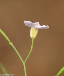 Attēlu rezultāti vaicājumam “Cardaminopsis arenosa fruit”