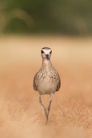 Image result for Vanellus gregarius