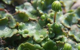 Attēlu rezultāti vaicājumam “Jungermanniopsida”